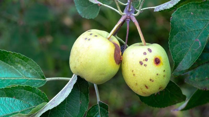 Sterile insect program helped protect Okanagan orchards, but more can be done