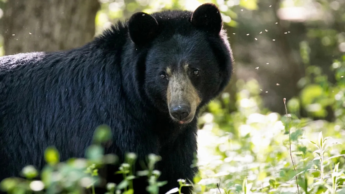 Black Bear Wanders Into Tennessee Woman's Home to Watch TV While She Naps on the Couch