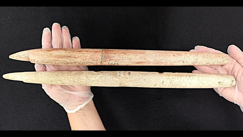 Two prehistoric whale bone harpoons resting in a person's hands.