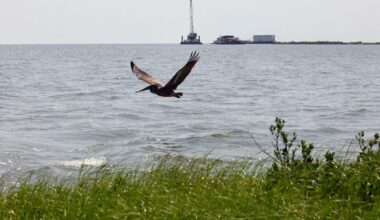 Record $9.6 million fine for Third Coast after substantial oil spill in the Gulf of Mexico