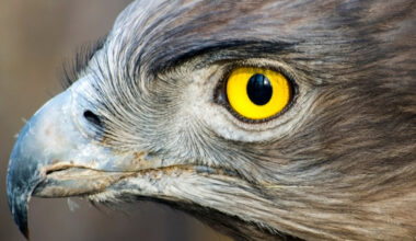 Mysterious Structure in Bird Eyes May Explain a Curious Lack of Blood : ScienceAlert