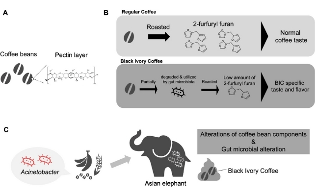 diagram of elephant poop coffee