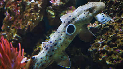Walking sharks of Australia: Why epaulette shark encounters are among the most mind-blowing travel experiences
