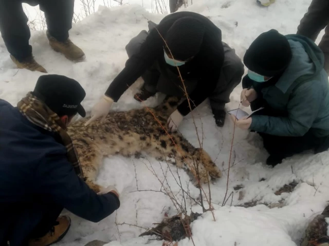 snow leopard in chitral dies of natural causes photo express