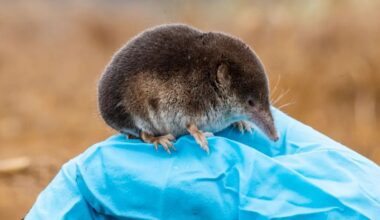 Shrews Can Shrink Their Brains by 30%. Here's How They Grow It Back. : ScienceAlert
