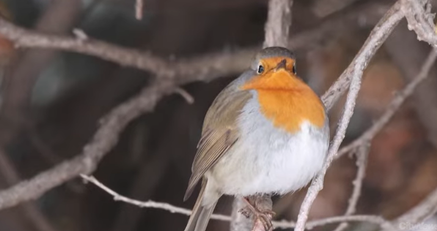 Rare European robin spotted in Montreal draws crowds from across Canada