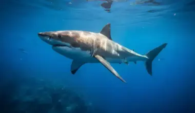 Experts stunned by rare giant scar on Mexican great white shark: The mystery that has everyone talking