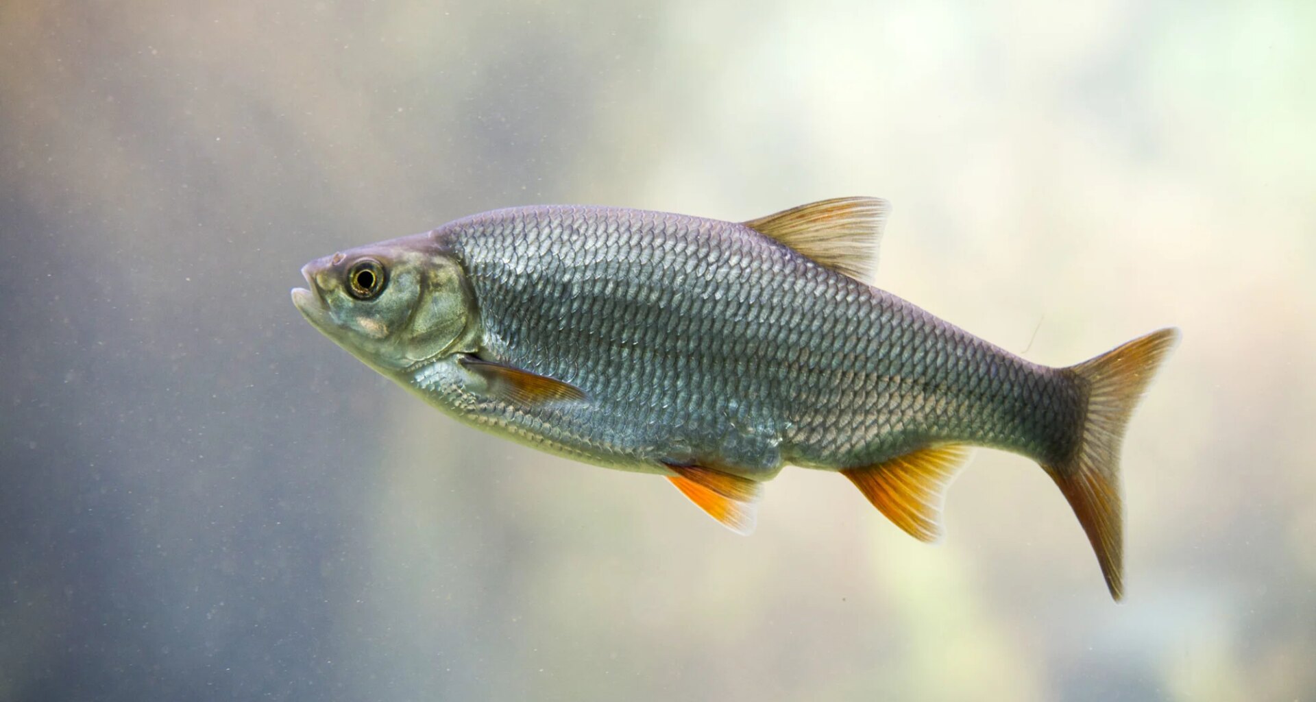 67 million-year-old fossil reveals the origin of freshwater fish hearing