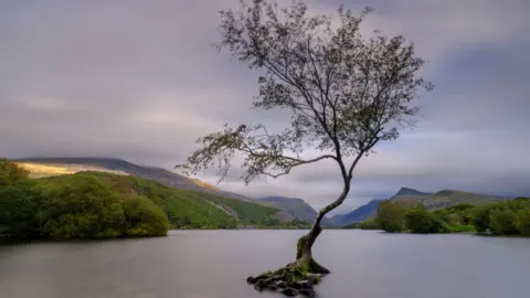 Getty A tree stands in a lake of water surrounded by rolling hills