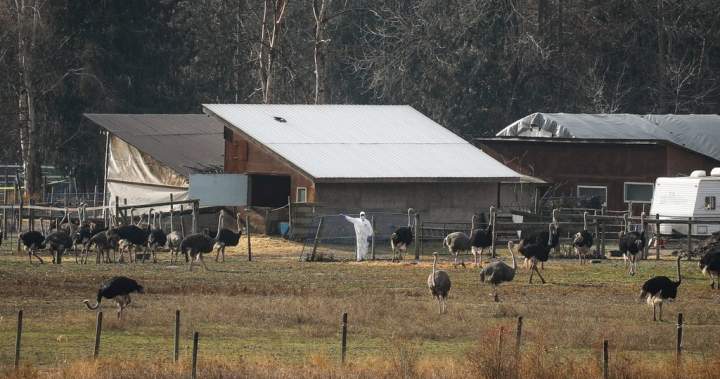 CFIA official tells of threats and harassment that dogged ostrich cull operation