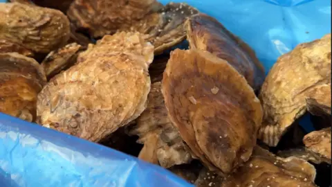 A pile of oysters sitting in a blue plastic bag. 