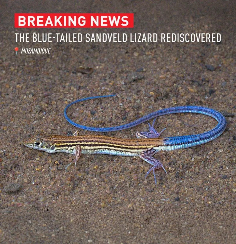 Endangered Wildlife Trust, LinkedIn