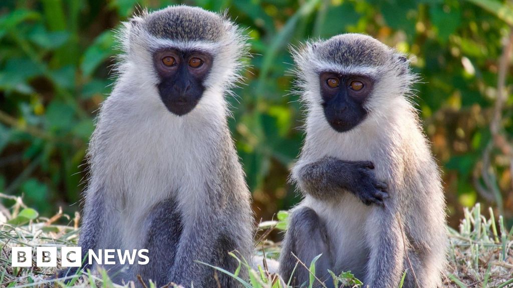Monkeys on the loose in St Louis, Missouri after four-day search