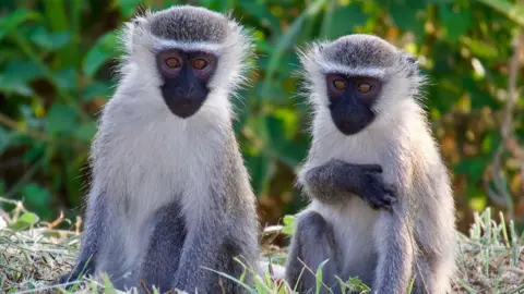 Kimberly Brinker via Getty Images Two vervet monkeys - small with pale fur and black faces - pictured in the grass