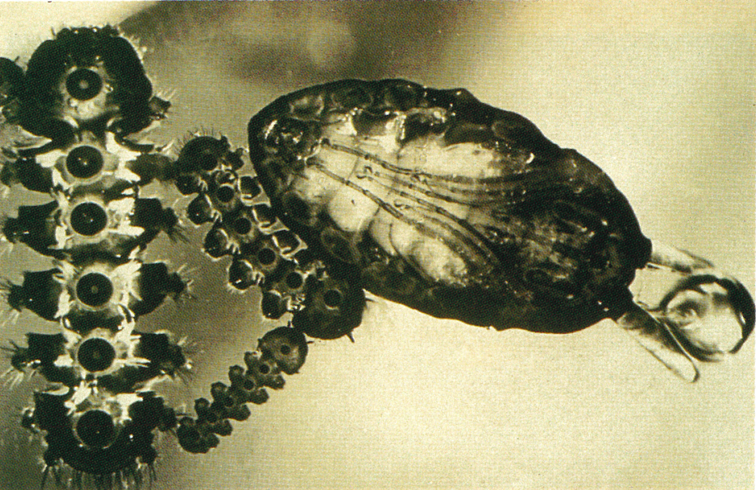 Pupa of a midge with a bubble between its gills.