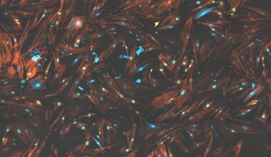 Tissue Repair Slows in Old Age. These Proteins Speed It Back Up