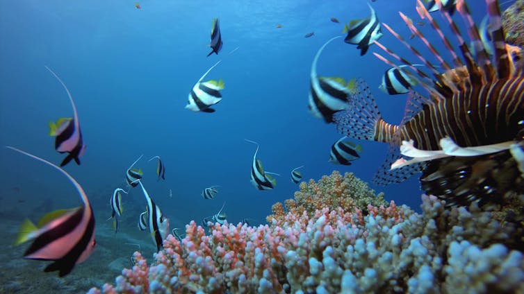 colourful fish and coral