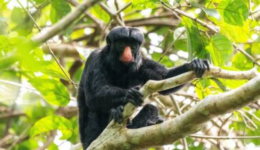 Deep in the Amazon, I discovered this monkey’s ingenious survival tactic
