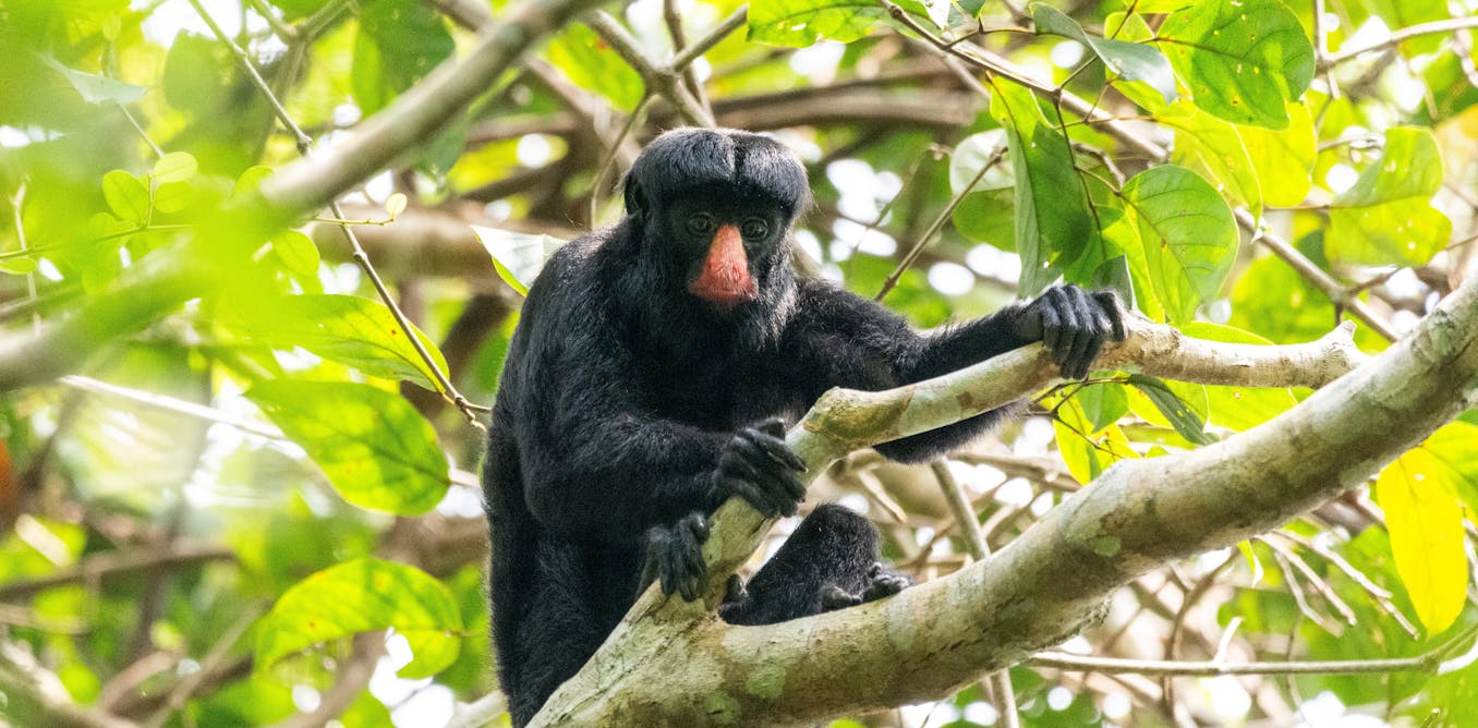 Deep in the Amazon, I discovered this monkey’s ingenious survival tactic