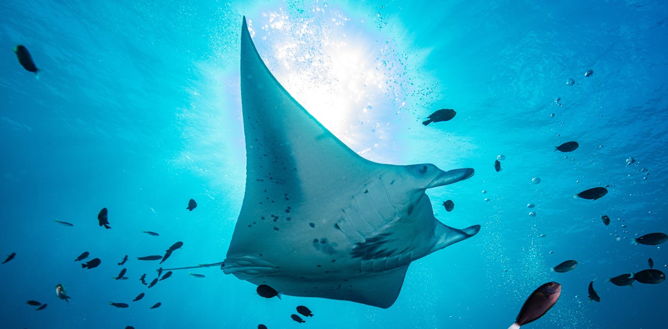 a new treaty to protect our oceans