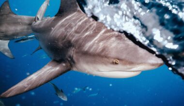 how what we do on land may shape shark behaviour