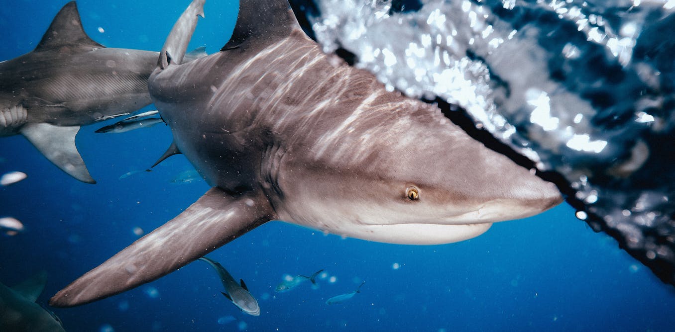 how what we do on land may shape shark behaviour