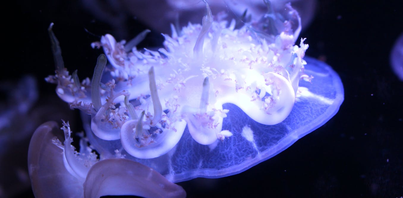 What an ancient jellyfish can teach us about the evolution of sleep