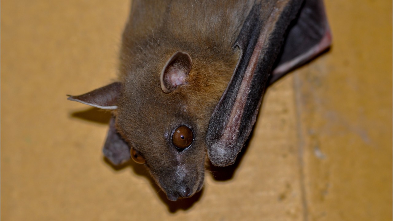 Click to play video: 'What is the deadly virus in India being transferred through fruit bats?'