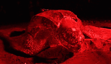 GIF of Riptide swimming