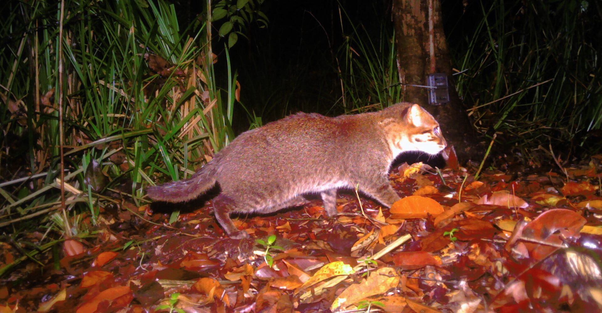 7 hopeful wildlife sightings that researchers celebrated in 2025