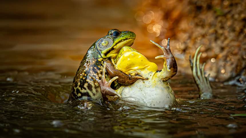 Two frogs in the water.