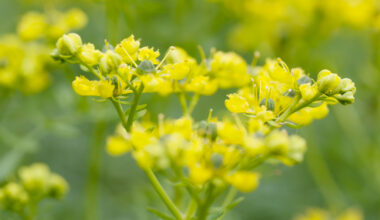 Rust Contributor Explores AI-Assisted Compiler Development with New Rue Language