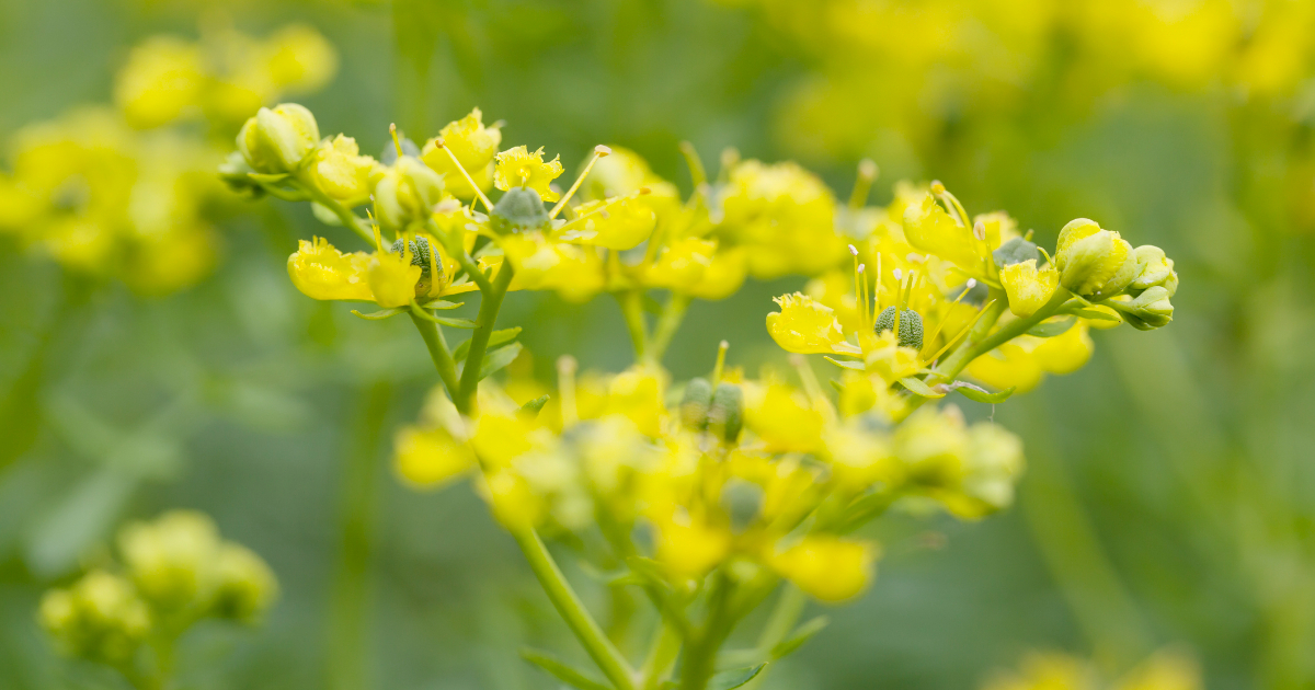 Rust Contributor Explores AI-Assisted Compiler Development with New Rue Language