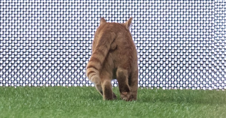 With Camp Nou under siege by rats, FC Barcelona needs a hero