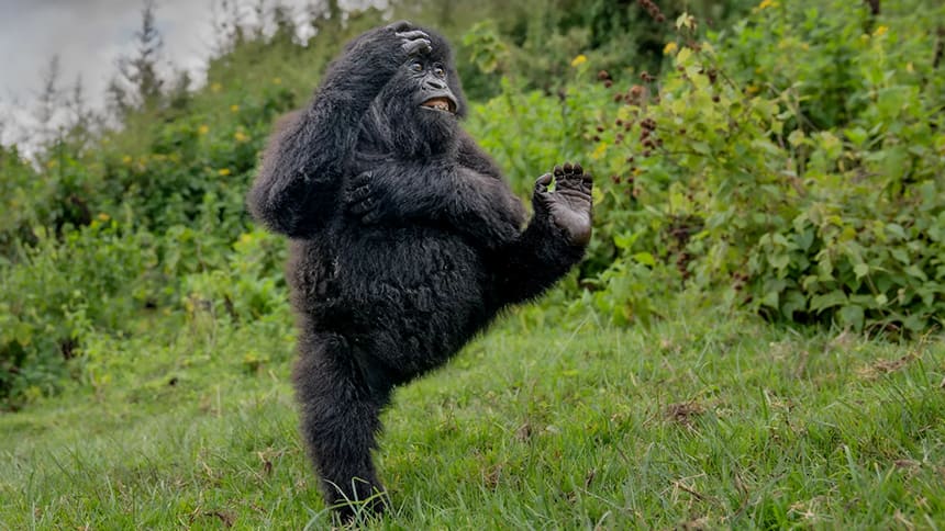 A gorilla stands in the grass on one foot.