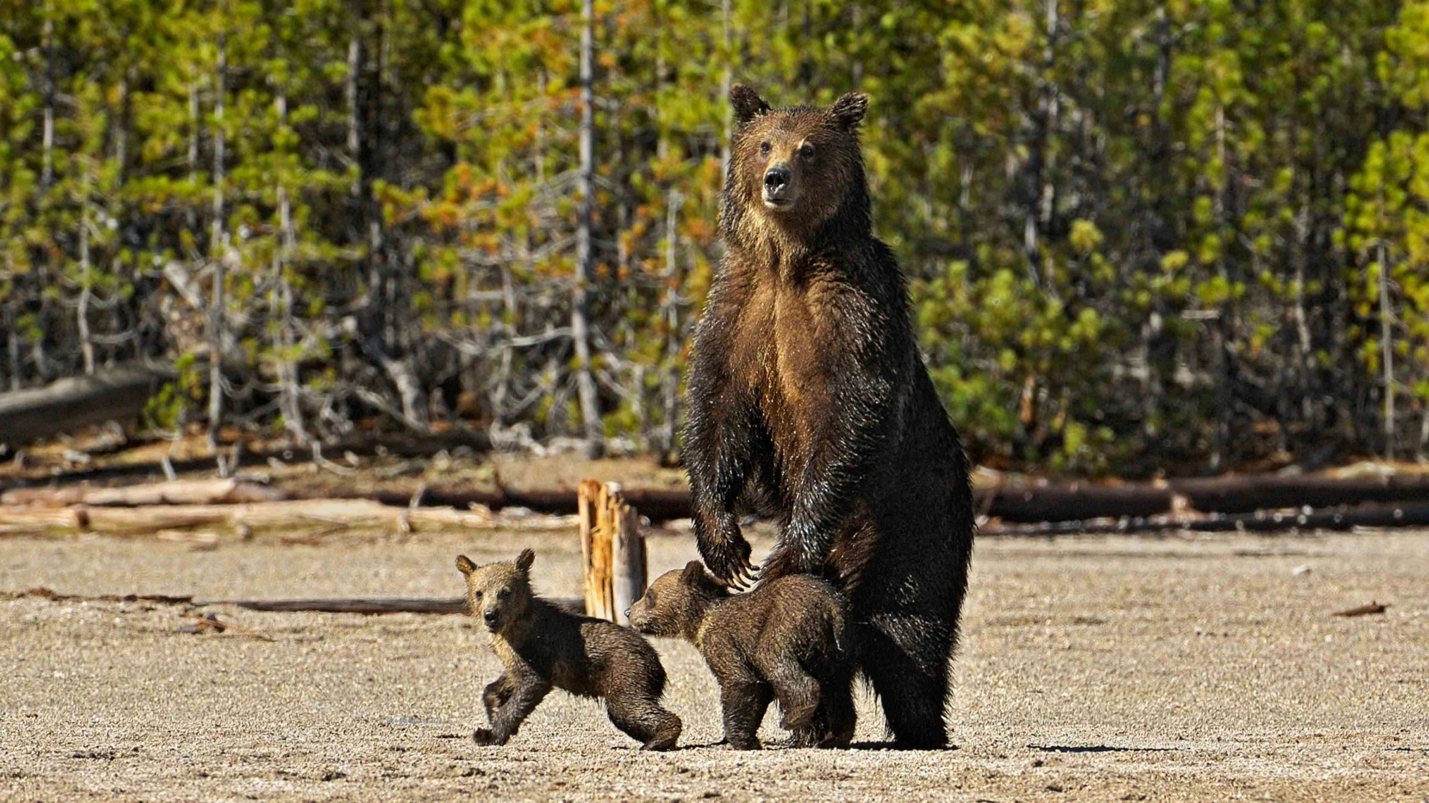Grizzly mother with cubs in Yellowstone National Park.