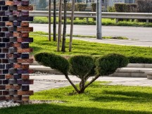 Daylight, telephoto cameras, 10x: vivo X300 Pro - 242mm, f/2.7, ISO 82, 1/100s (4080x3072px) - Honor Magic8 Pro vs. Oppo Find X9 Pro vs. vivo X300 Pro