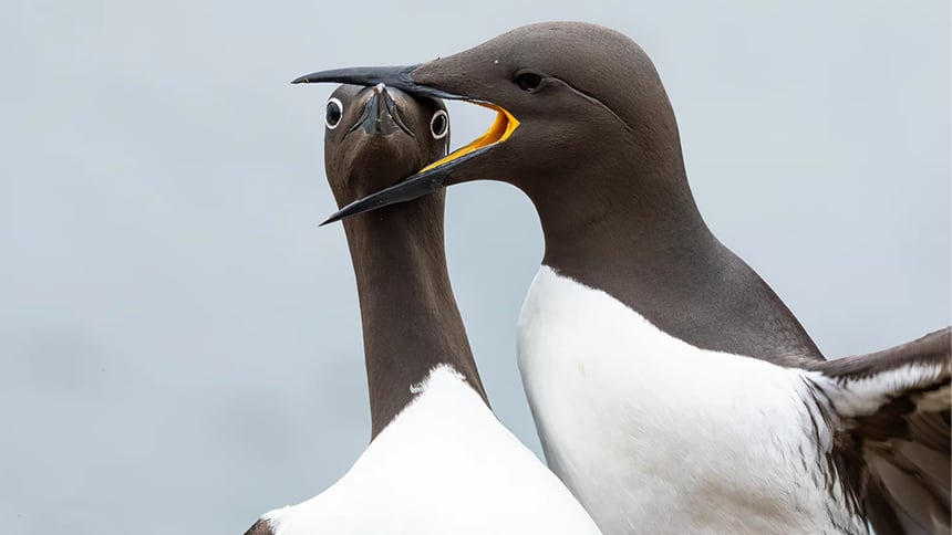 Two birds, one bird is biting the other bird's head.