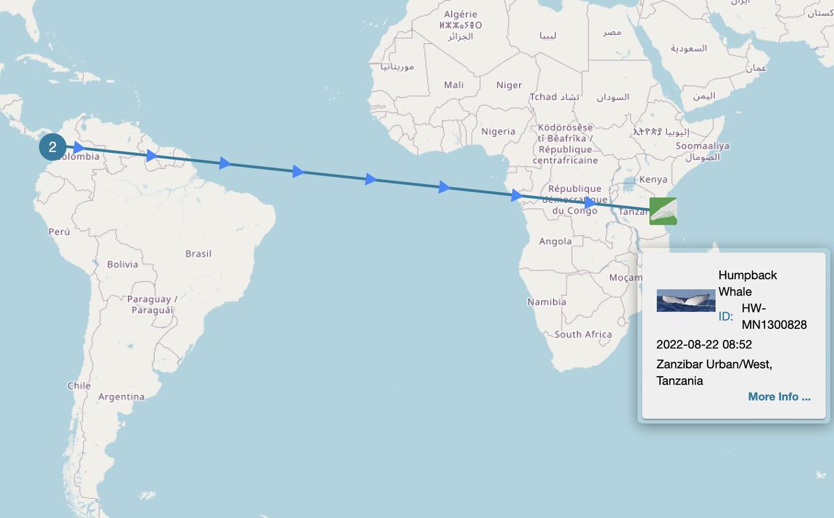 Map showing the shortest distance route between sitings of the humpback whale seen off the coast of Colombia and Zanzibar.