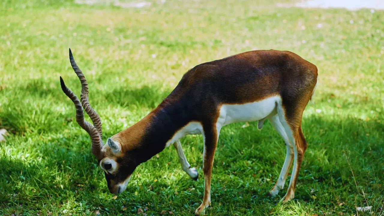 Haryana – Blackbuck