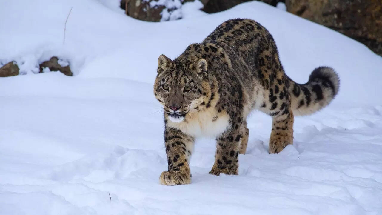 Himachal Pradesh - Snow leopard