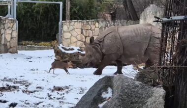 Tiny male muntjac in Polish zoo valiantly charges adult rhino