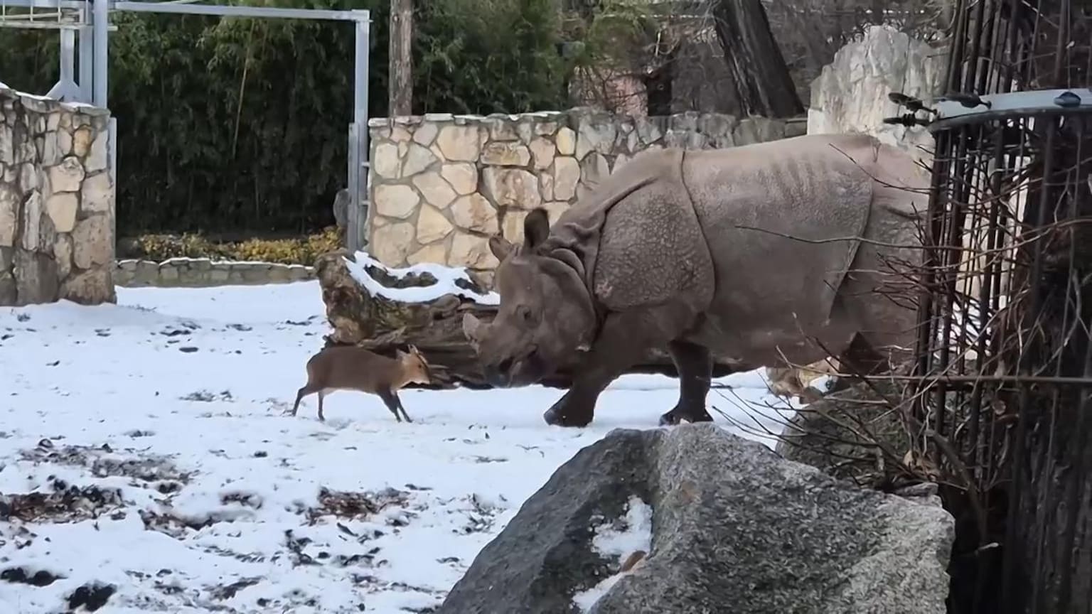 Tiny male muntjac in Polish zoo valiantly charges adult rhino