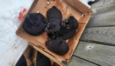 Frontline worker gives thumbs up to animal protection service change