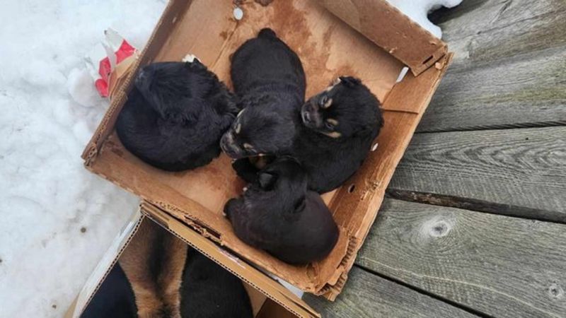 Frontline worker gives thumbs up to animal protection service change