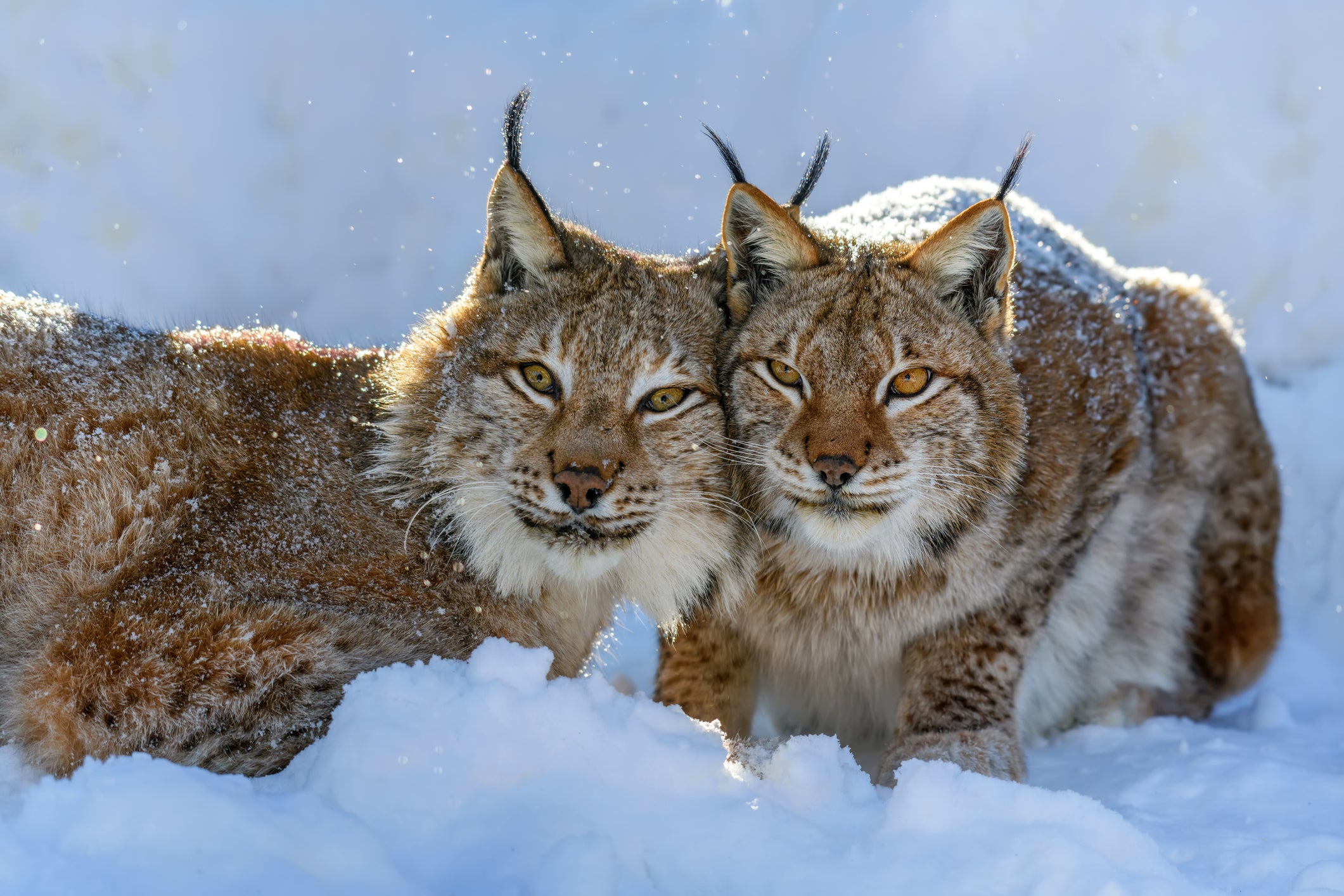 The lynx effect: the return of the 'medium-sized cats' could invigorate local economies due to increased tourism