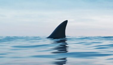 Tagged great white shark pings off coast of Gulf Shores