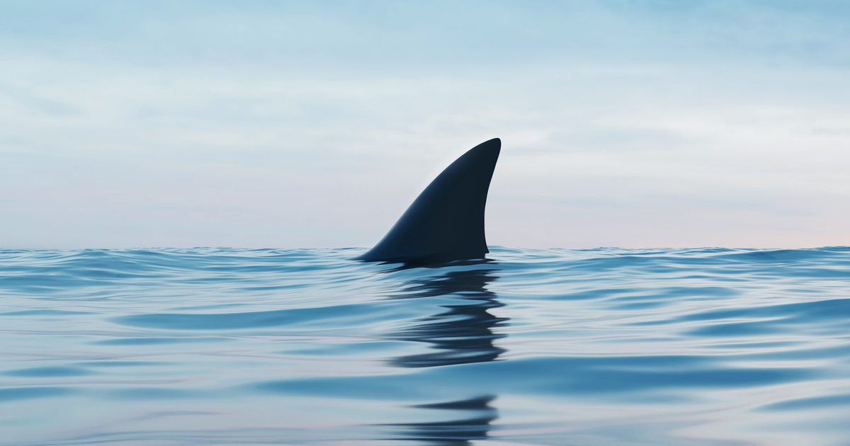 Tagged great white shark pings off coast of Gulf Shores