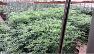 Cannabis seized in Port Hope