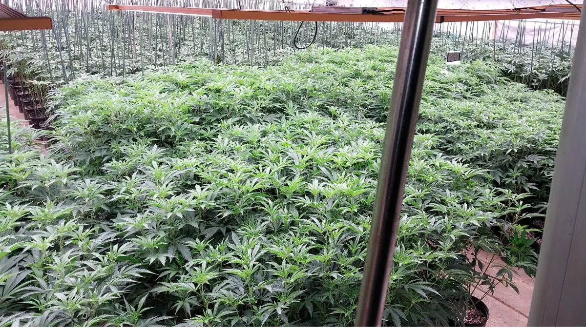 Cannabis seized in Port Hope